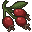 rosehips.png