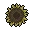 sunflowerhead_dried.webp
